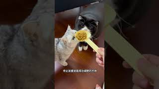 老干部味很浓的小猫 猫咪 萌宠 英短 皇家绝育猫粮 萌宠囤粮选皇家