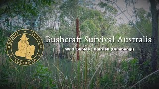 Bushcraft Survival Australia - Wild Edibles: Greater Reed Mace (Cumbungi)