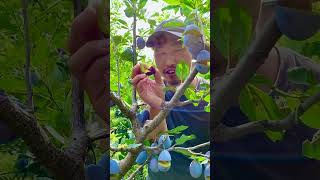 蓝色清香西梅李子 | How to grow fruit and a lot of fruit at home 40 #shorts