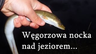 Węgorzowa nocka nad jeziorem-Węgorz z gruntu | Łowimy na rosówki i martwą rybkę | Wędkarstwo