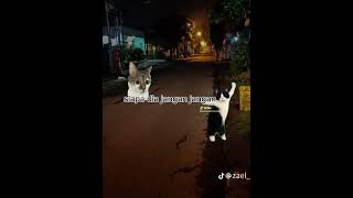 POV:pulang kemalaman #memes #povkucing #cat