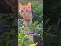 Cat #kitten #shortvideo #viral #fypシ #trendingshorts #cat #meow #Funnycat #PuzpuzMeow #ilovecat