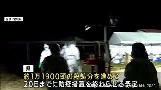 宮城・大河原町の養豚場で豚熱感染確認　殺処分進む（20211213OA)