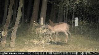Strange lights caught on trail camera