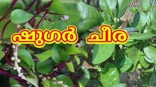 basella alba  Sugar cheera പട്ടു ചീര