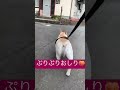 お散歩中のお尻❤️🍑 フレンチブルドッグ frenchbulldog フレブル japan 犬 earth bulldog japanesestyle usa