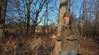 What Grows Under a Walnut Tree? (And Why Many Plants Don't)
