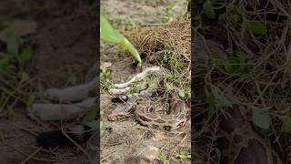 പൂച്ചയെ ഇരയാക്കി പെരുമ്പാമ്പ് | Python killed a cat @KDtrails #urbanwildlife  #python #snake