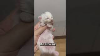 #shorts 领养小猫爱心母女领养了一只流浪猫，没想到到家没多久就生了一窝小猫！