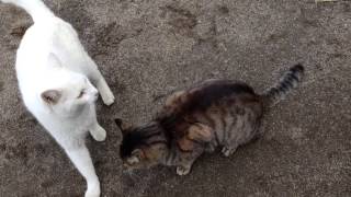 【閲覧注意】猫同士の壮絶な争い　CAT VS CAT