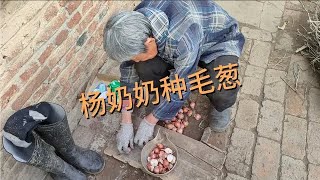 卤蛋和小肥啾正式常住沙家浜，回青山种毛葱。