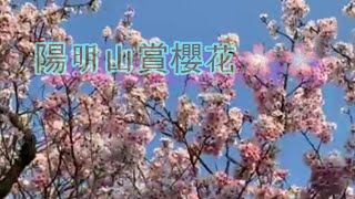 3/21/22 風景紀錄 : 陽明山賞櫻花🌸🌸