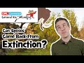 Can species come back from extinction? | General KnOWLedge