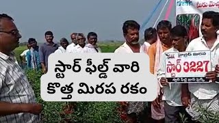 స్టార్ ఫీల్డ్ వారి కొత్త మిరప రకం | New Chilli Hybrid | Star Field Chilli Seeds | Guntur Chilli Farm