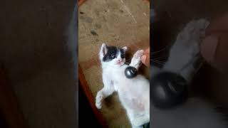 ഞങ്ങളുടെ പഴയ കിറ്റി അവൻ ഇപ്പോൾ ഇല്ല #cute little cat