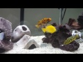 Easy tip to sex cichlids