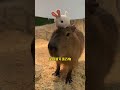 capybara 卡皮巴拉 很好欺負的水豚君 動物界的交際花🌸😍 capybara 水豚 水豚君 卡皮巴拉 呆萌 cute 可愛い 萌寵 療癒 short