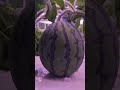 led indoor farming grow watermelon horticulture lighting shorts