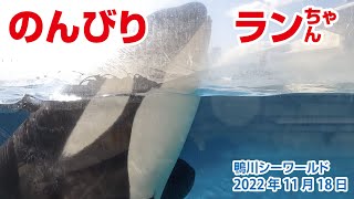 のんびりランちゃん【2022年11月18日】Orcas at Kamogawa Sea World in Japan