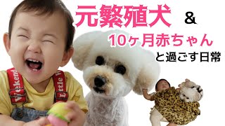 【元繁殖犬と赤ちゃんVlog】心を開いた日が可愛すぎたんだけど。byママ