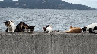 【猫島】佐柳島に行ってきました！！