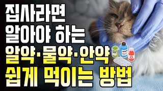 고양이 약먹는 쉬운 방법들