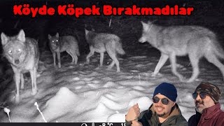 50cm Karda Köye İnen Dev Kurt Sürüsünü Bulduk - Köyde Köpek Bırakmayan Aç Kurtlar - Kangalkurt