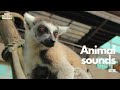 animal sounds 動物的聲音 《狐猴》