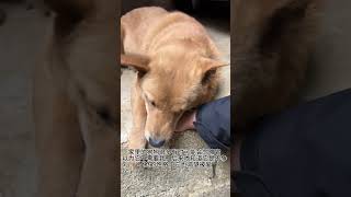 懂事的小狗惹人疼狗狗 中华田园犬 它只是不会说话其实它什么都懂