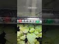 invital wrgb led light short akvarium invital