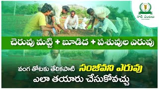 చెరువు మట్టి + బూడిద + పశువుల ఎరువు వంగ తోటకు తేలికపాటి  సంజీవని ఎరువు ఎలా తయారు చేసుకోవచ్చు