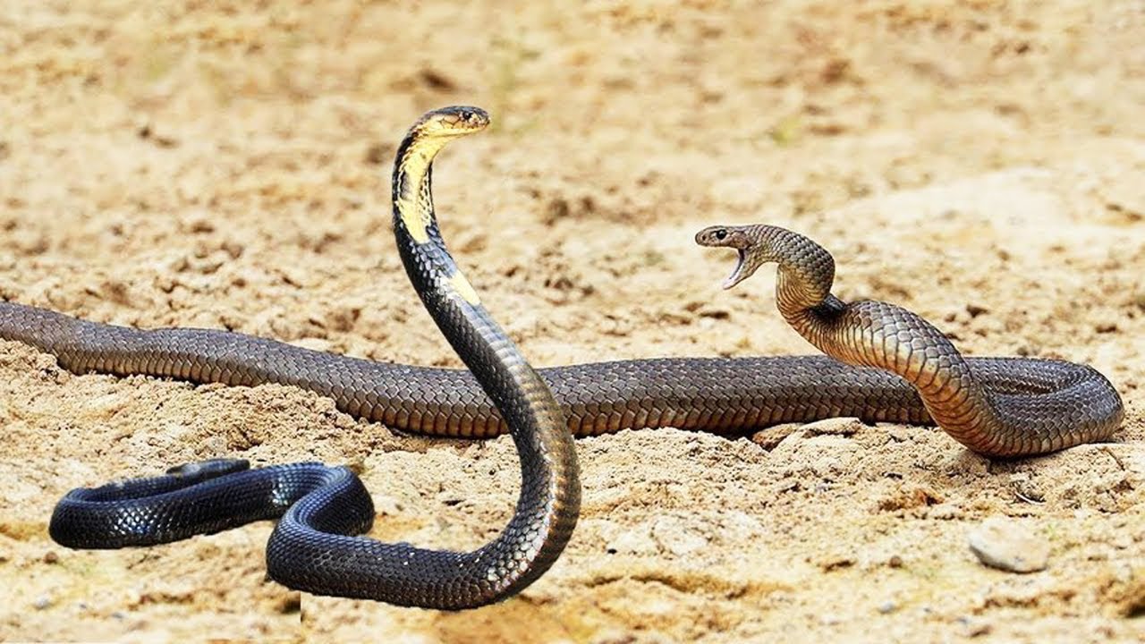 TAIPAN DEL INTERIOR Vs COBRA REAL | ¿Quién Ganaría? | EPIC VERSUS 🐍🐍 ...