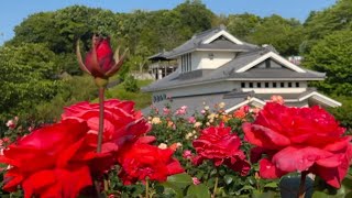 2024/05/10　超超撮り頃です！　100種900株　かわら館のバラ園　〜愛媛県今治市〜