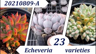 Echeveria 20210809-A