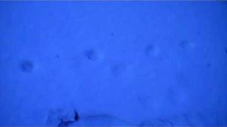 Minou's pawprints in the snow