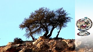 The Oil Of The Argan Tree