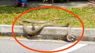 Crazy Cobra vs. Python FIGHT TO THE DEATH | What's Trending Now