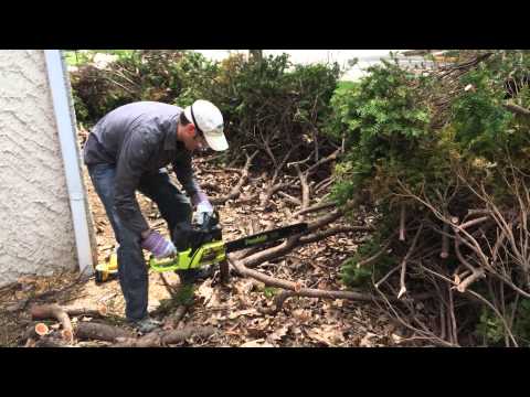 Using a Chainsaw to Prune and Renovate Yew Bushes Using a Chainsaw to Prune and Renovate Yew Bushes