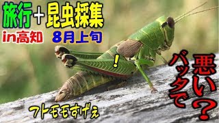 カブトムシ＋クワガタ＝昆虫採集　旅行しながら採集がんばってみっか！前編（くろねこチャンネル）