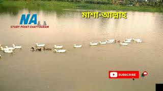 হাঁসের চমৎকার বিচরণ