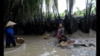 Lội sông mò Hến lúc trời mưa - Hương vị đồng quê - Bến Tre - Miền Tây