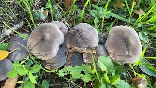 Tricholoma terreum, October 16, 2022