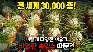 기발한 전략들로 살아남아온 난초의 번식 본능!! 전 세계  3만여종에 달하는 이유가 있다