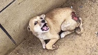 The injured puppy screamed, curled up in pain, finally someone Heard it...