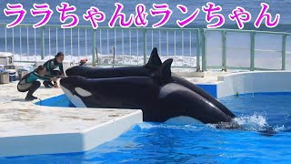 ララちゃんとランちゃんサブでマッタリ～!(^^)! 鴨川シーワールド シャチ Kamogawa Sea World