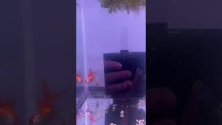 My New Oranda Goldfish!