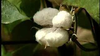 Cotton Aceraage