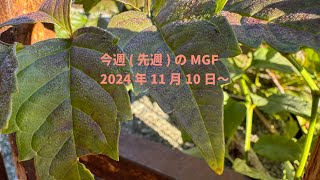 今週（先週）のMGF2024年11月10日〜   HD 1080p