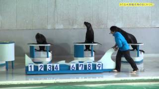 おたる水族館名物のあしかショー