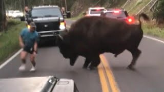 Bison Walks Away After Tourist Taunts Animal at Yellowstone National Park